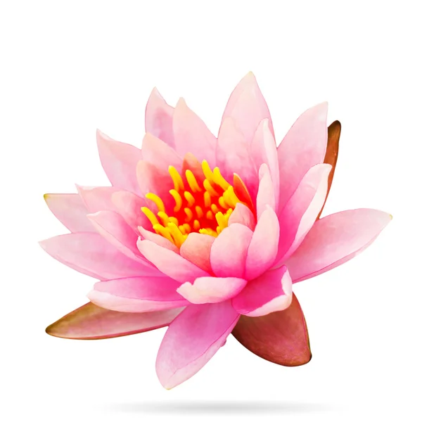 Lotus roze — Stockfoto