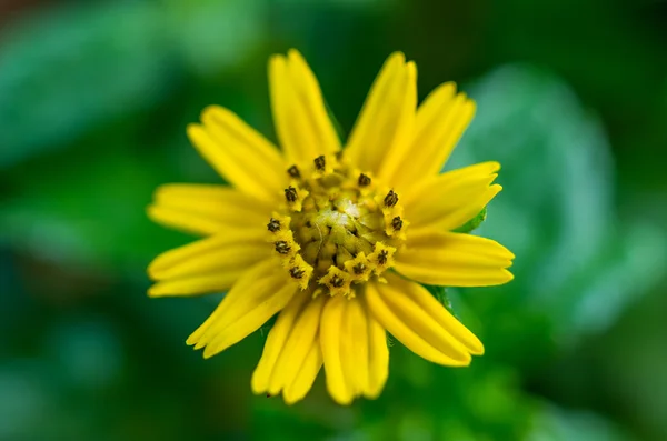 Small yellow flower — Stock Photo, Image