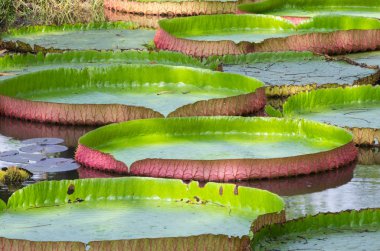 Victoria'nın dev lotus