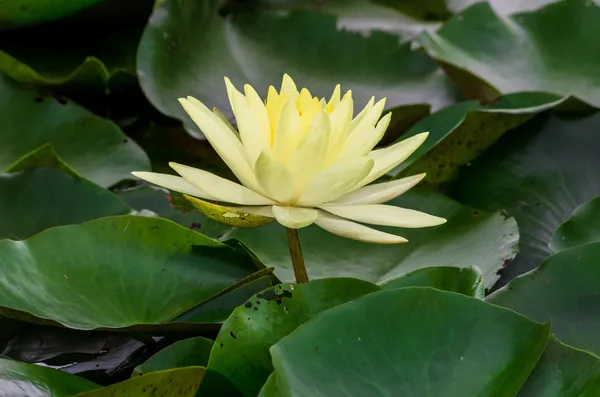 Blossom lotus flower — Stock Photo, Image