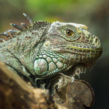 Iguana