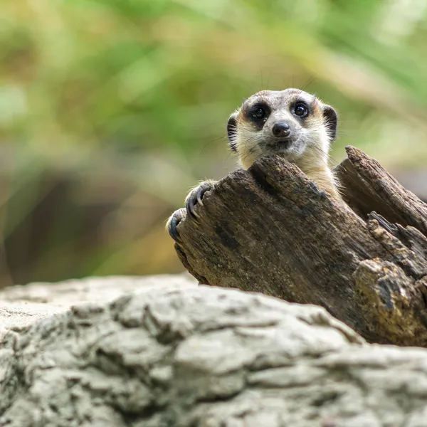 Meerkat — Φωτογραφία Αρχείου