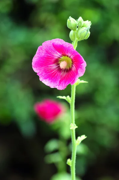 Hollyhock Flower — Stock Photo, Image