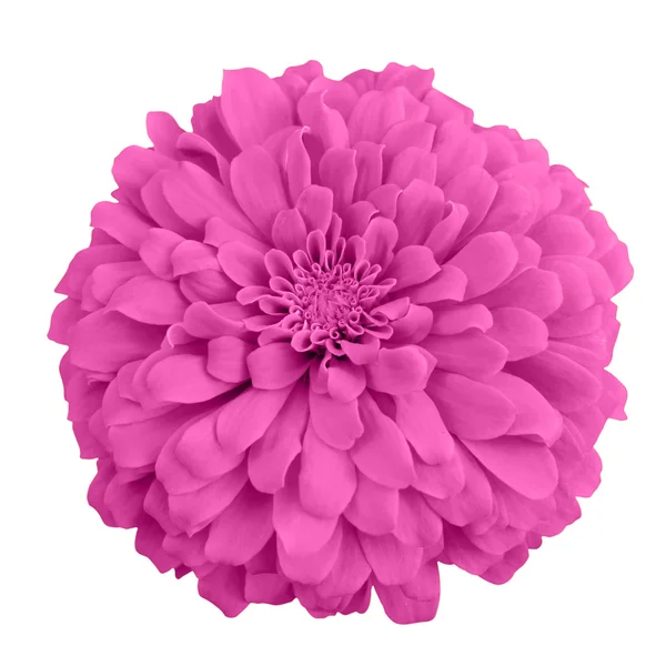 Roze chrysant — Stockfoto