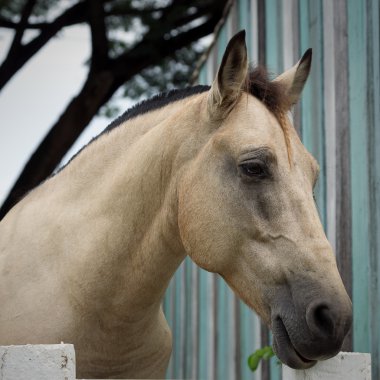 istikrarlı bir kahverengi at