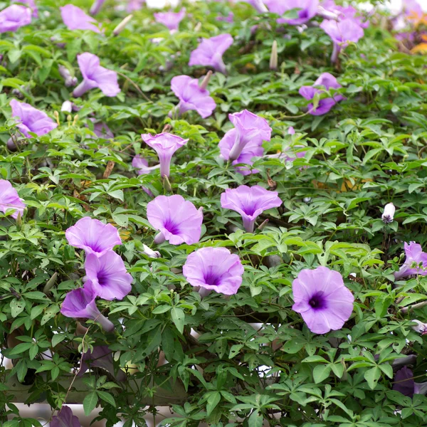 Fleurs violettes. — Photo