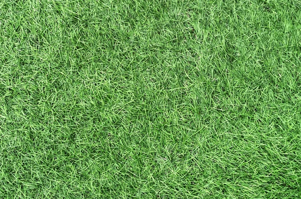 Green grass texture — Stock Photo, Image