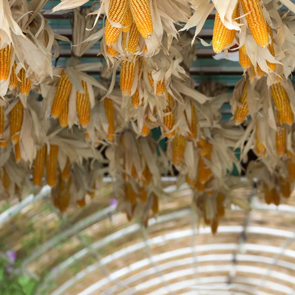 Сушені кукурудзи — стокове фото