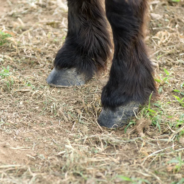 Cavalos cascos e pernas — Fotografia de Stock