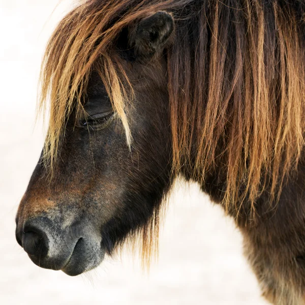 Dwerg paard — Stockfoto