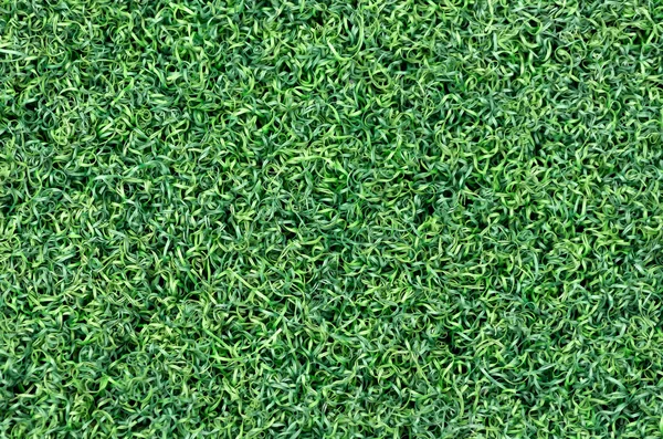 Green grass texture — Stock Photo, Image