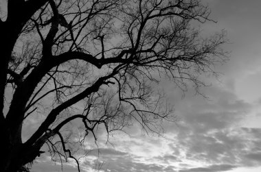 Bir ağacın silueti