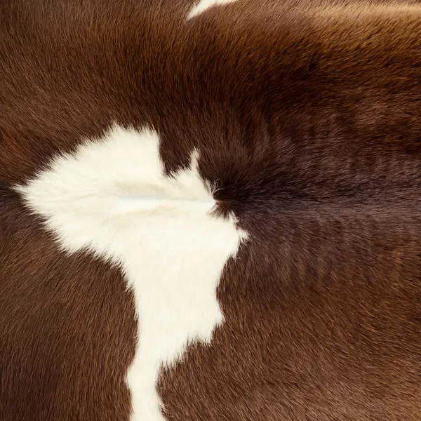 Pelle di una vacca — Foto Stock