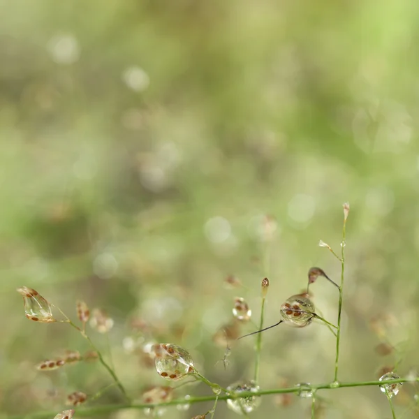 Naturliga bakgrund — Stockfoto