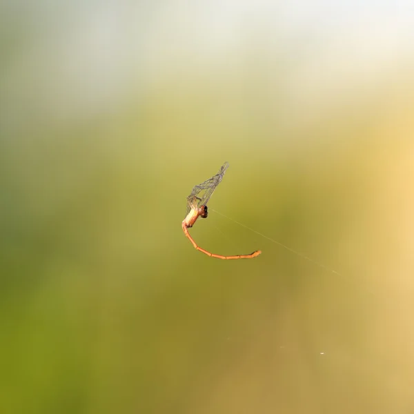 Laranja libélula morte . — Fotografia de Stock