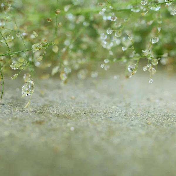 Sfondo naturale — Foto Stock