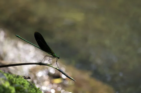 Mariposas verdes — Foto de Stock