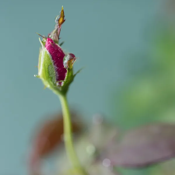 Rosa. — Fotografia de Stock