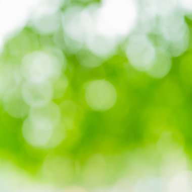 doğal yeşil bokeh