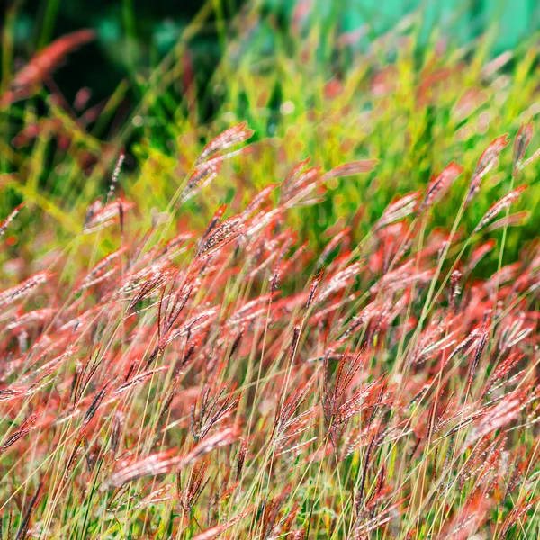 Sfondo astratto natura con erba — Foto Stock