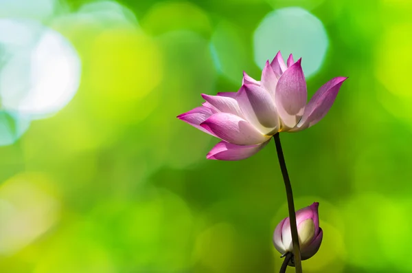 Hermoso loto — Foto de Stock