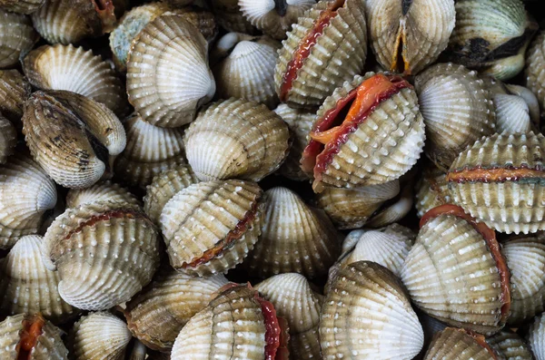 Cockles — Stock Photo, Image