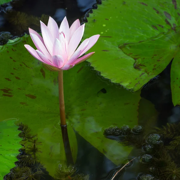 Blossom lotusbloem — Stockfoto