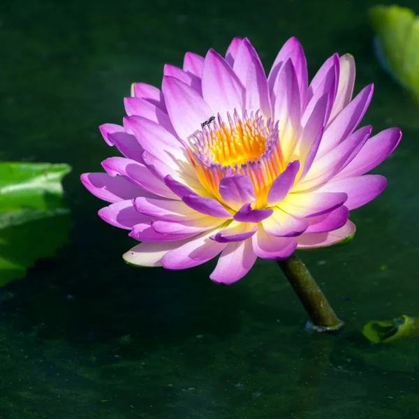 Blossom lotus flower — Stock Photo, Image