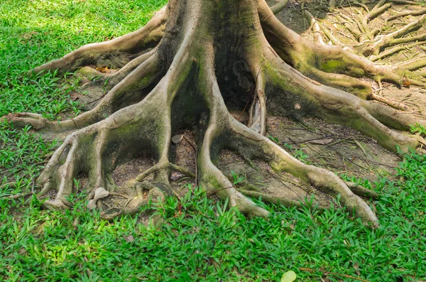 Die Wurzel — Stockfoto