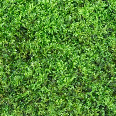 Moss yeşil renkli
