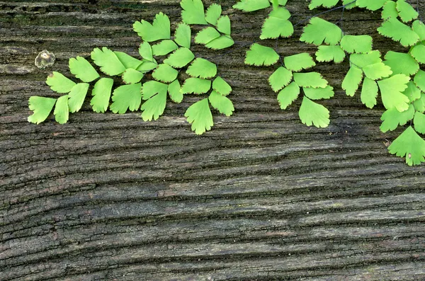 Старий дерев'яний з мохом — стокове фото