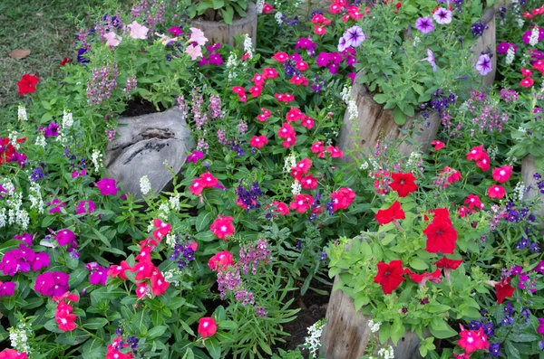 Petunia flowers — Stock Photo, Image