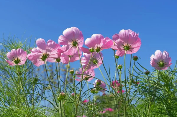 花コスモス — ストック写真