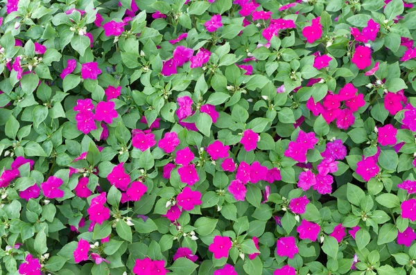 Kwiaty barwinek — Zdjęcie stockowe
