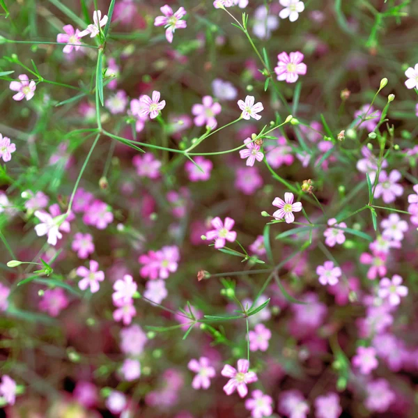 Flor de gypsophila de primer plano . — Foto de Stock