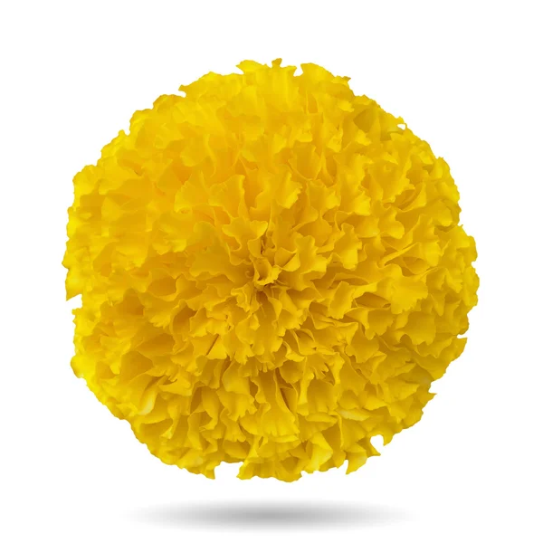 Yellow marigold — Stock Photo, Image