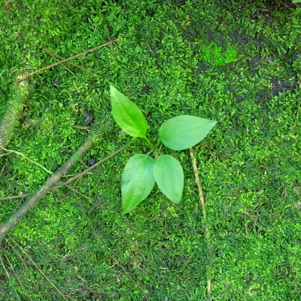 Yeşil fidan — Stok fotoğraf
