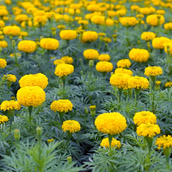 Yellow marigold — Stock Photo, Image