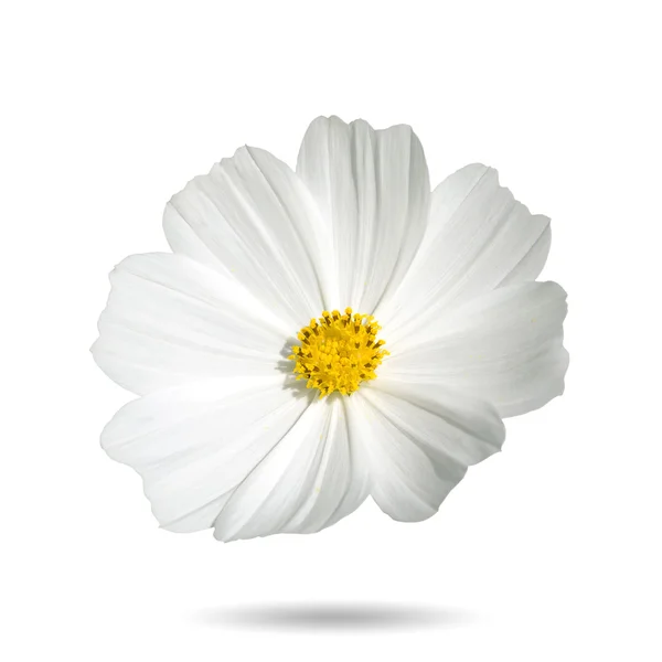 Flower cosmos — Stock Photo, Image