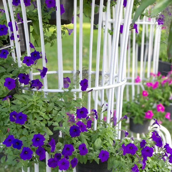 Petunia blomma — Stockfoto