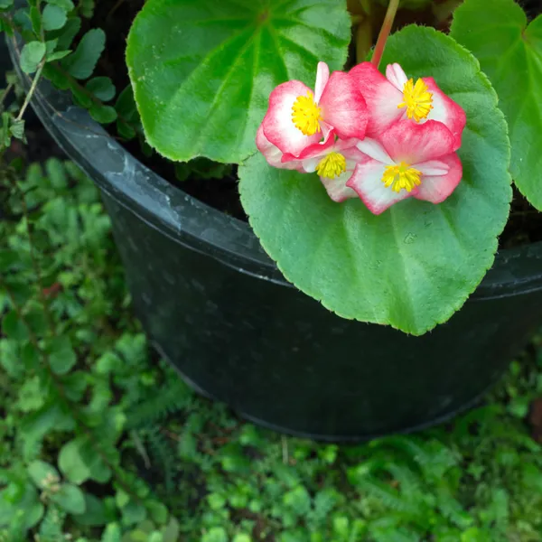 Begonia çiçek — Stok fotoğraf