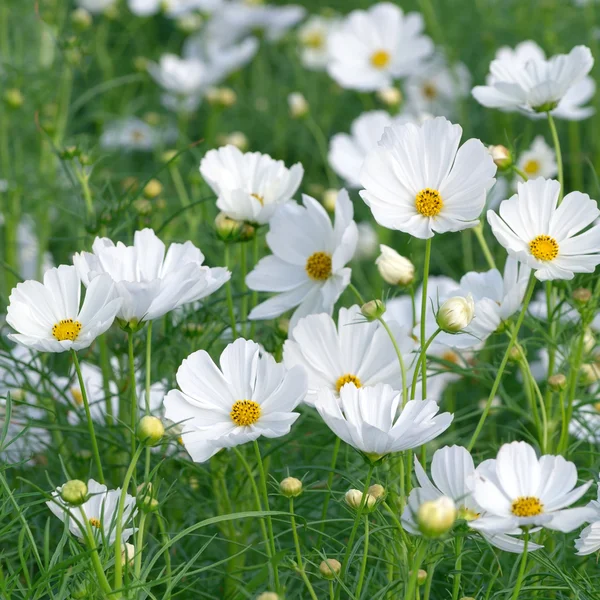 Vacker vit cosmos blomma — Stockfoto