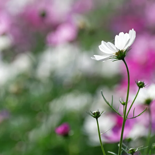 Hermosa flor cosmos blanco — Foto de Stock