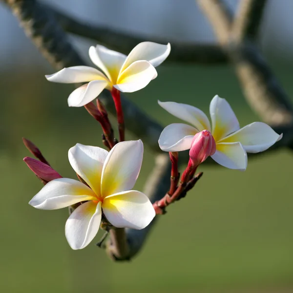 Plumeria weiß — Stockfoto