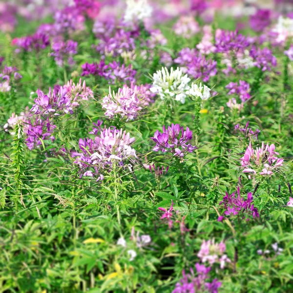 Cleome spinosa blomma — Stockfoto