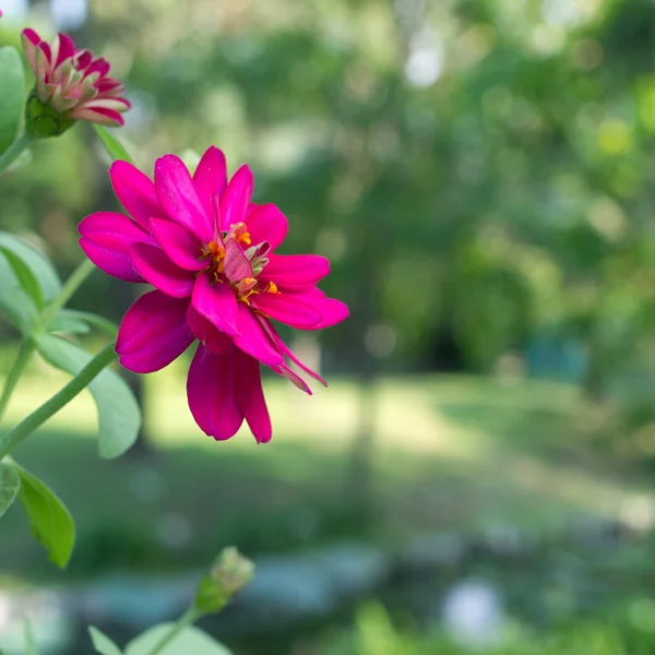 Pink chrysanthemum — Stock Photo, Image