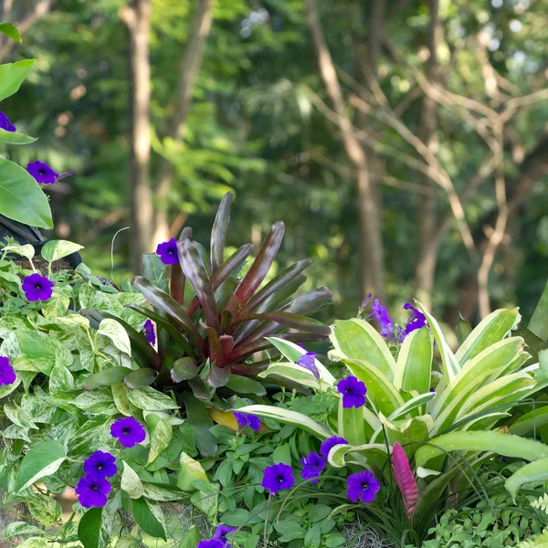 Petunia flower — Stock Photo, Image