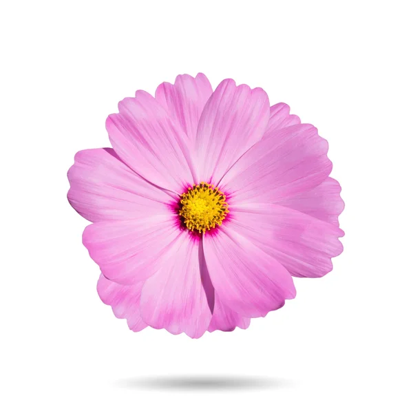 Cosmos de flores —  Fotos de Stock