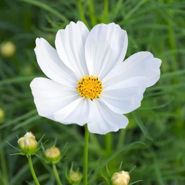 Beautiful white cosmos flower Stock Photo by ©nirutdps 38940407
