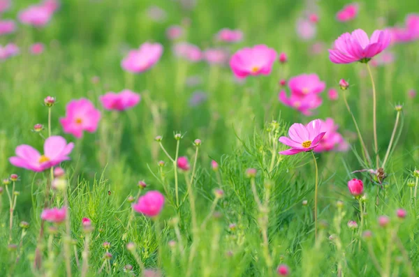 Cosmos flower — стоковое фото